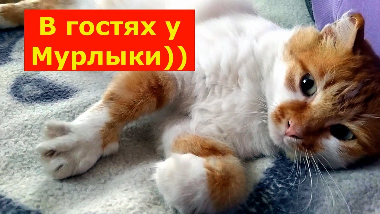 включи симба рыжий котик мяу