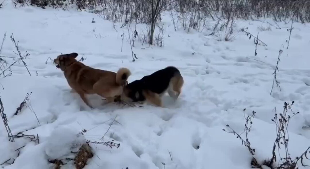 " Не может быть, чтобы она была ничей"- сказала Надя, когда встретила в ...