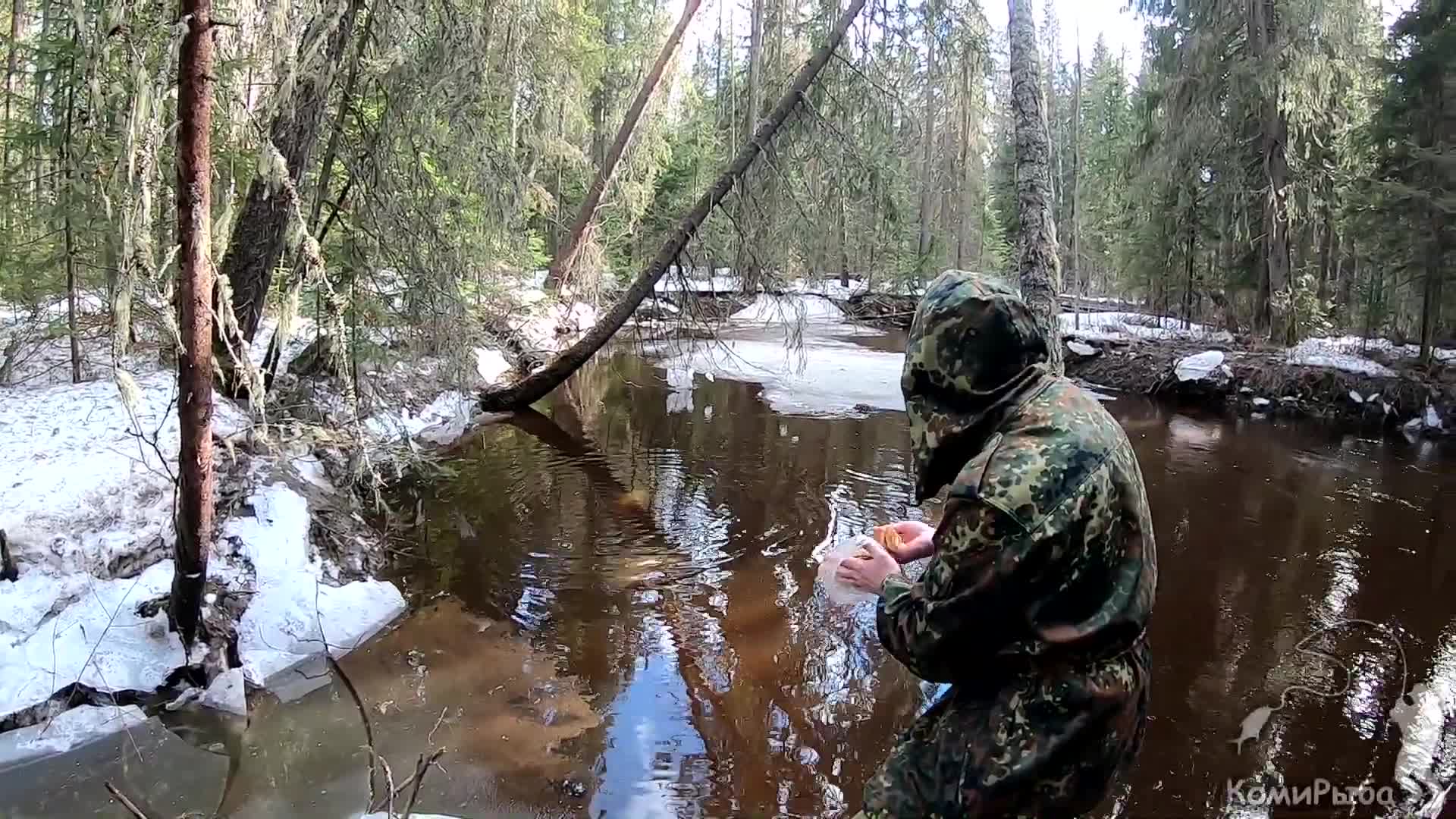 Весенним лесом падеж