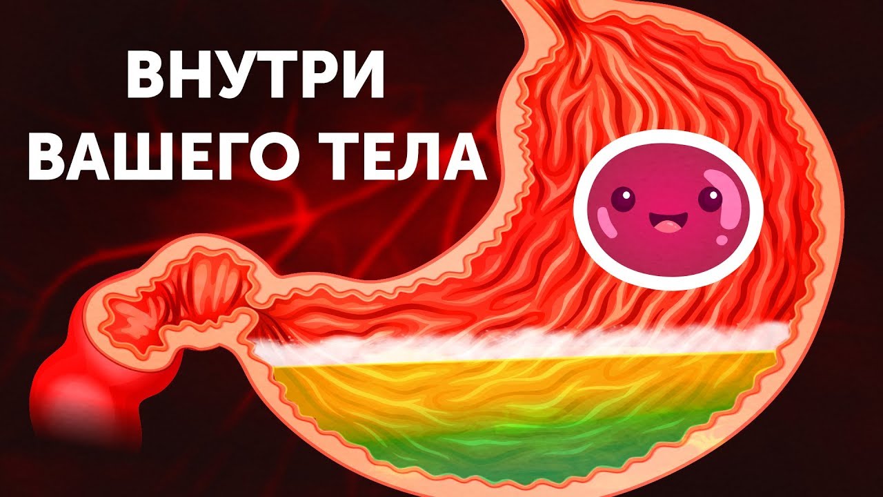 Вашего организма. Путешествие по вашему телу. Inside your body. Картинки что внутри Блупа.