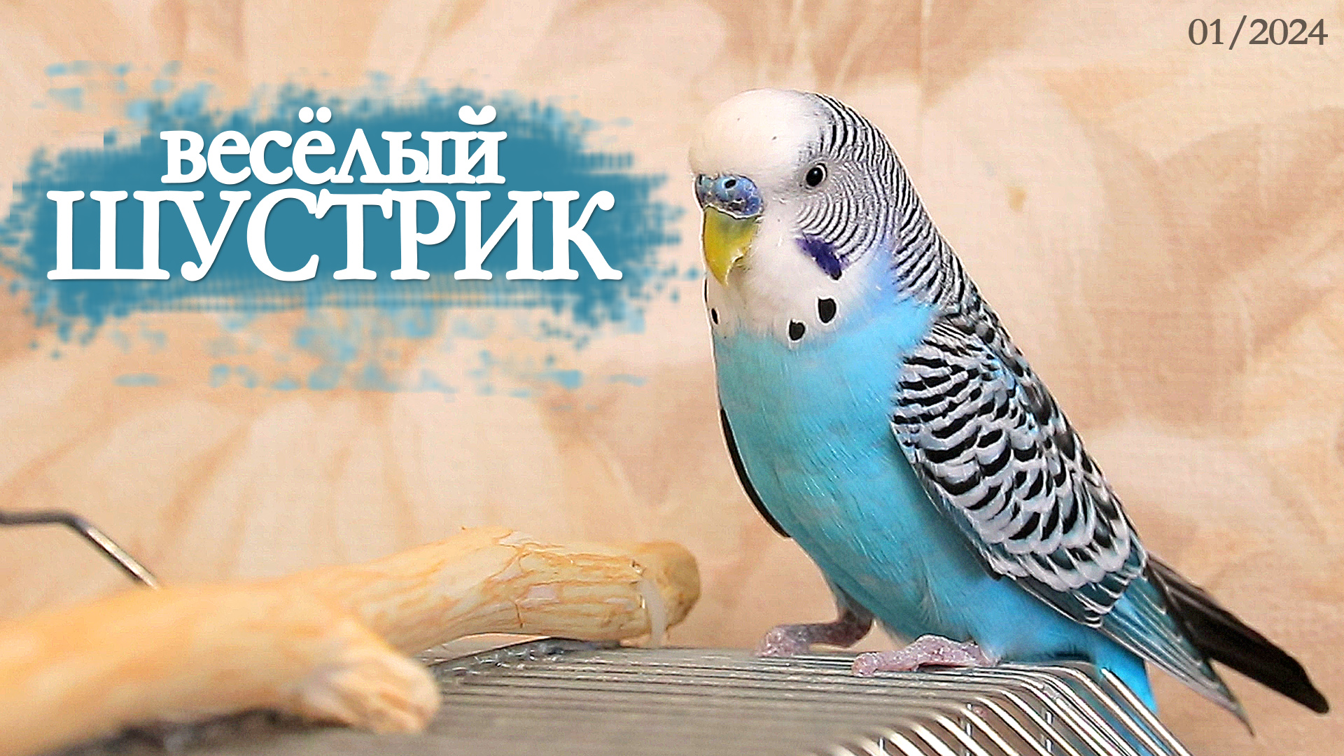 строение окраса волнистого попугая. волнистый попугай кивает. клювики волнистых попугаев. волнистые попугайчики расцветки. аквамариновый волнистый попугай.