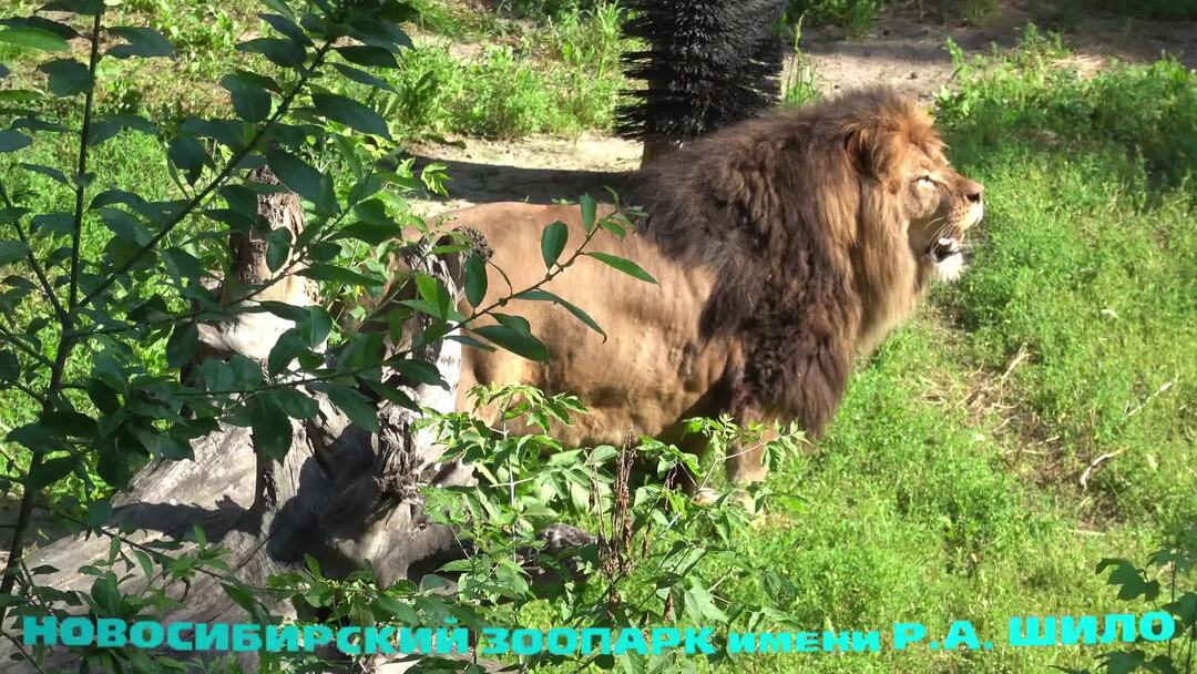 король лев аша взрослая. лев 4 июля 2024. король лев династия. король лев коди. король лев 4 чака и шани.