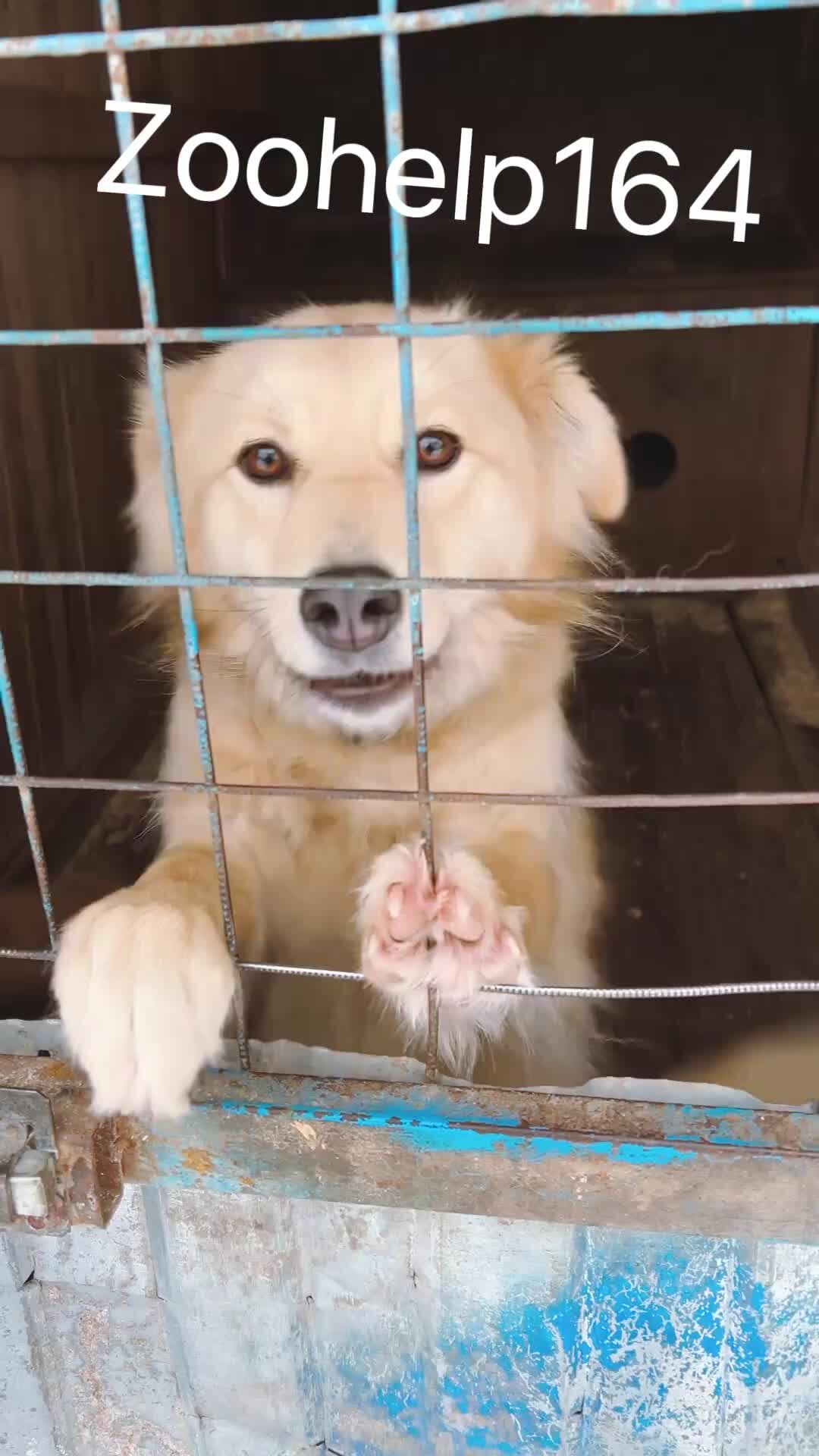 Над Саратовом и не только …. | Приют для собак в Пробуждении #приют # ...