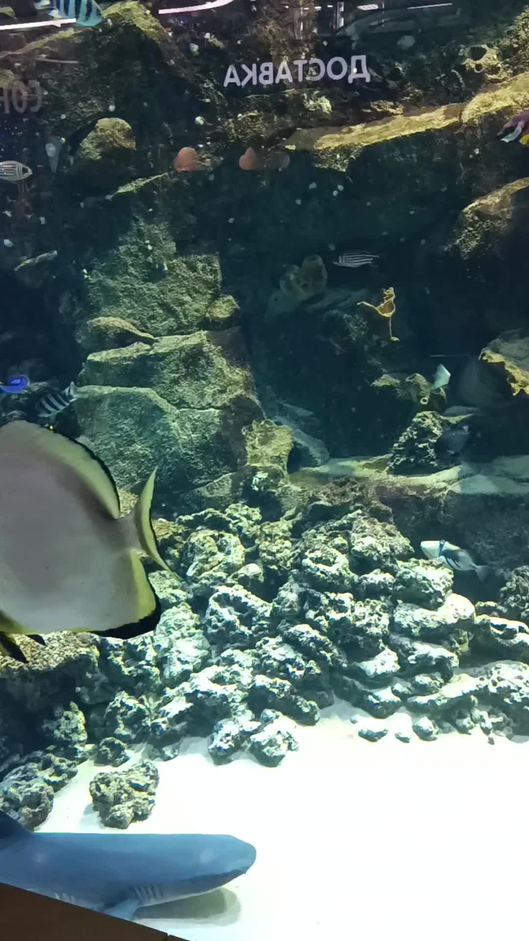 что умеет рыба. что умеет рыба. рыба анабас сообщение. голубая тиляпия. что умеет рыба.