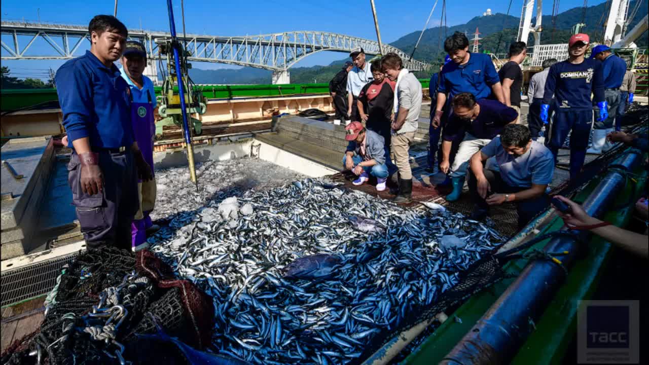 Промыслы японии. Порт Сакаиминато Япония. Рыболовство в Японии. Ловля рыбы в Японии. Рыболовство в Японии аквакультура.