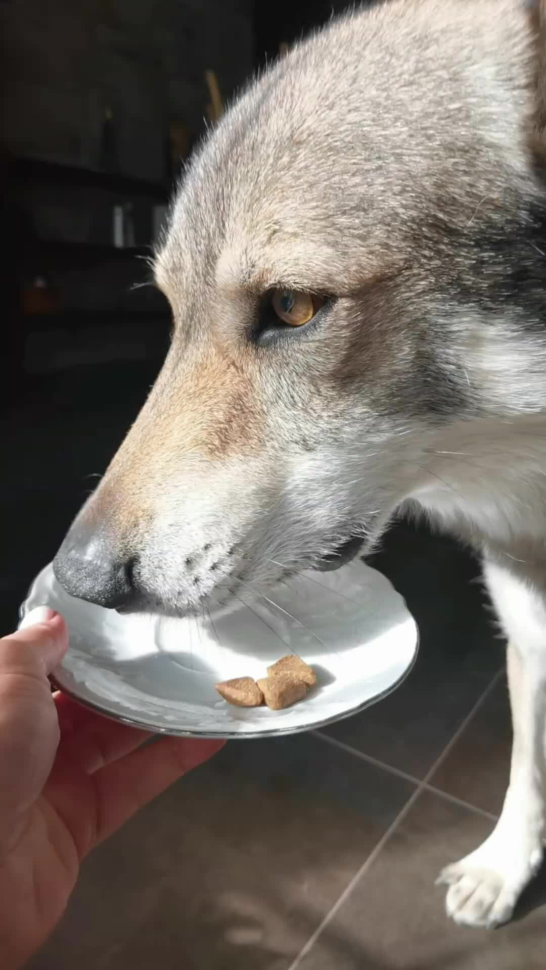 картинка ты нарываешься. кошачьи шутки. хочется есть не знаю что. пельмени юмор. мыло прикол.