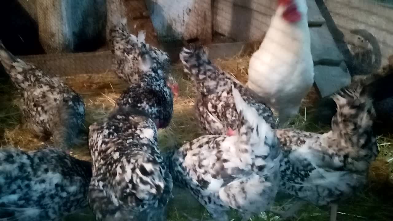 Какие куры яйценосные. Породы домашних кур. Какие куры яйценосные. Яйценоскость разных пород кур таблица. Ломан леггорн.