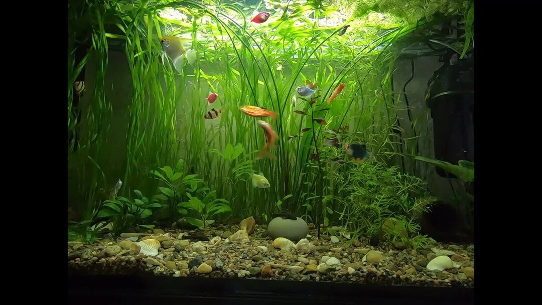 Акваскейпинг нано аквариумов. Аквариум 0. Аквариум ciano. Террариум для саламандры. Аквариум 50л.