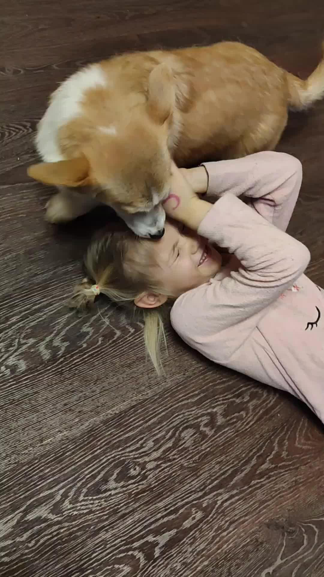 корги заводчик нижний новгород. девочки рыжие вельш корги пемброк. вельш корги рыжий щенок. заводчик корги таро. заводчик корги таро.