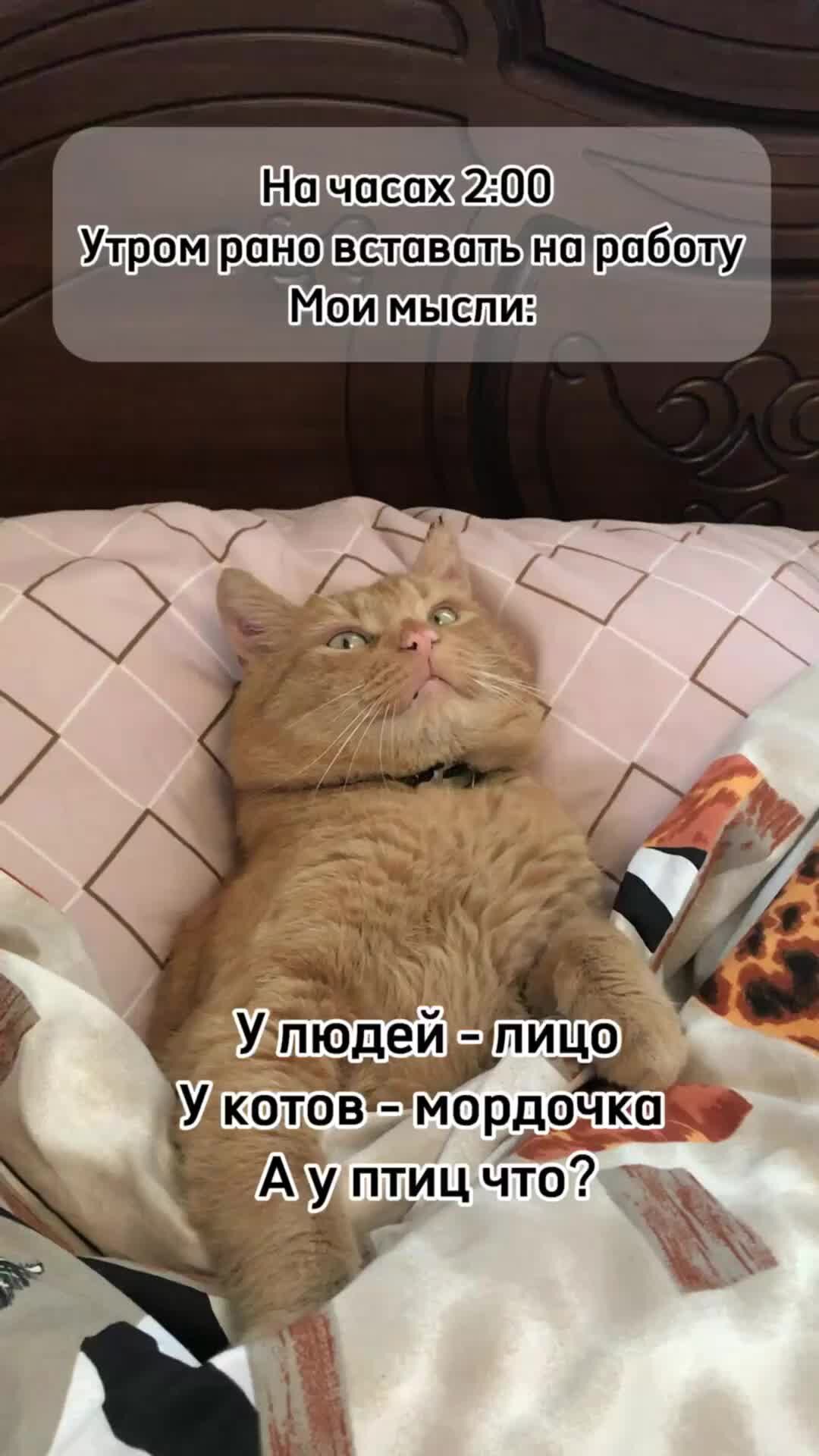 Милые коты. Смешной котейка. Классные котики. Няшные котики. Прикольный кот.