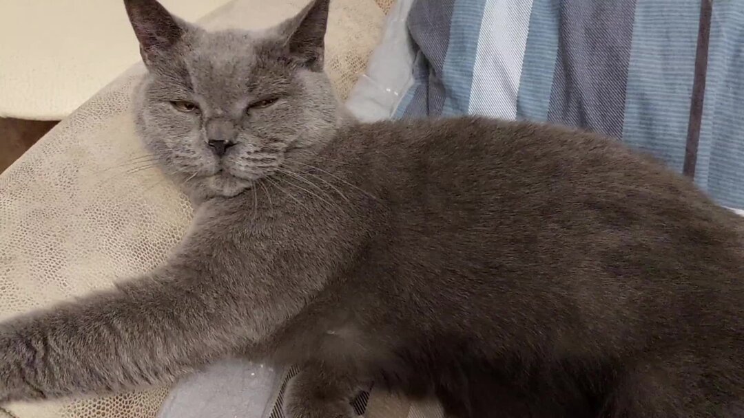 Как выглядят взрослые коты Как выглядят взрослые коты