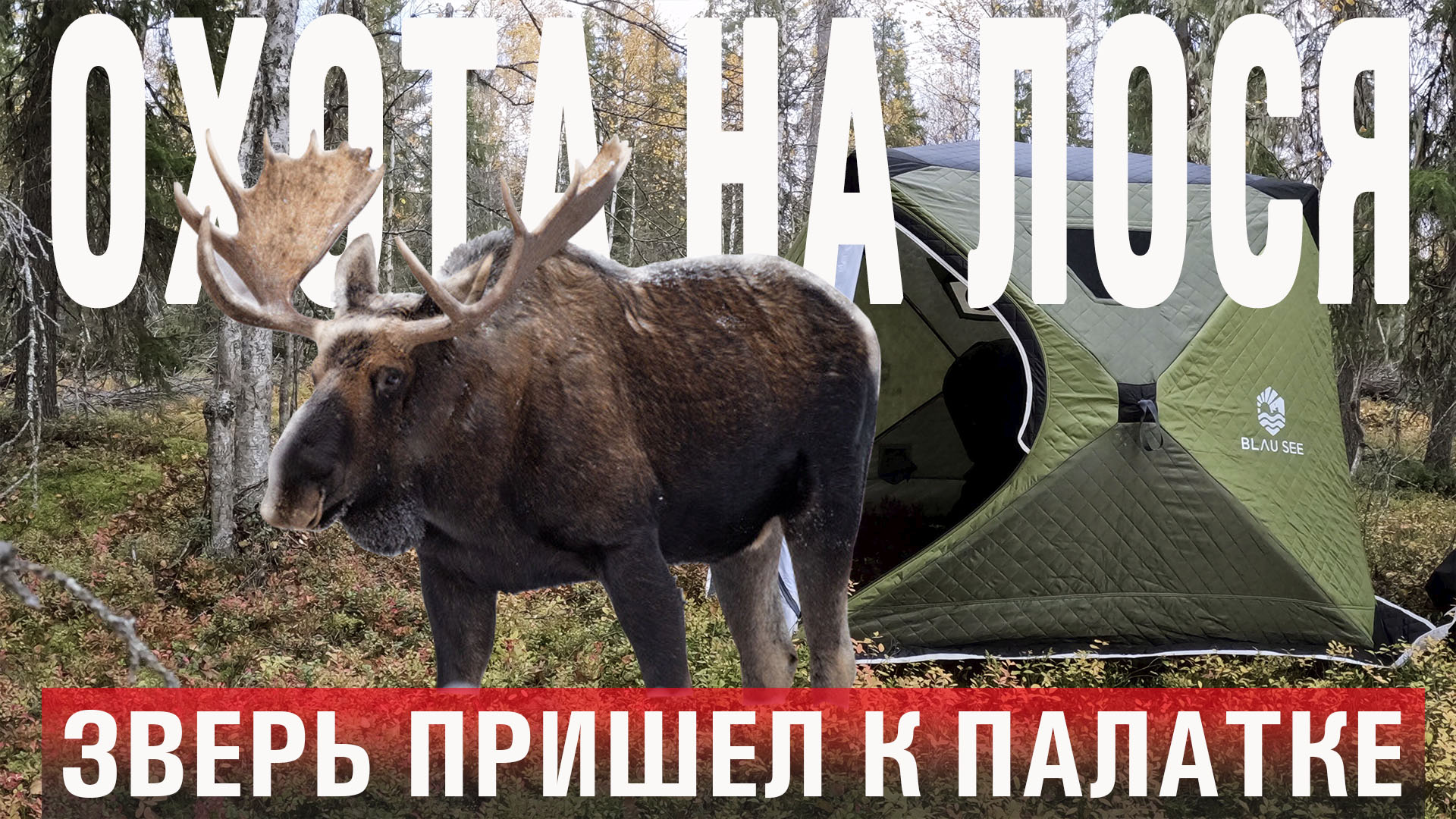 лось 2023. лось 2023. лось 2023. лось фото. лось 2023.