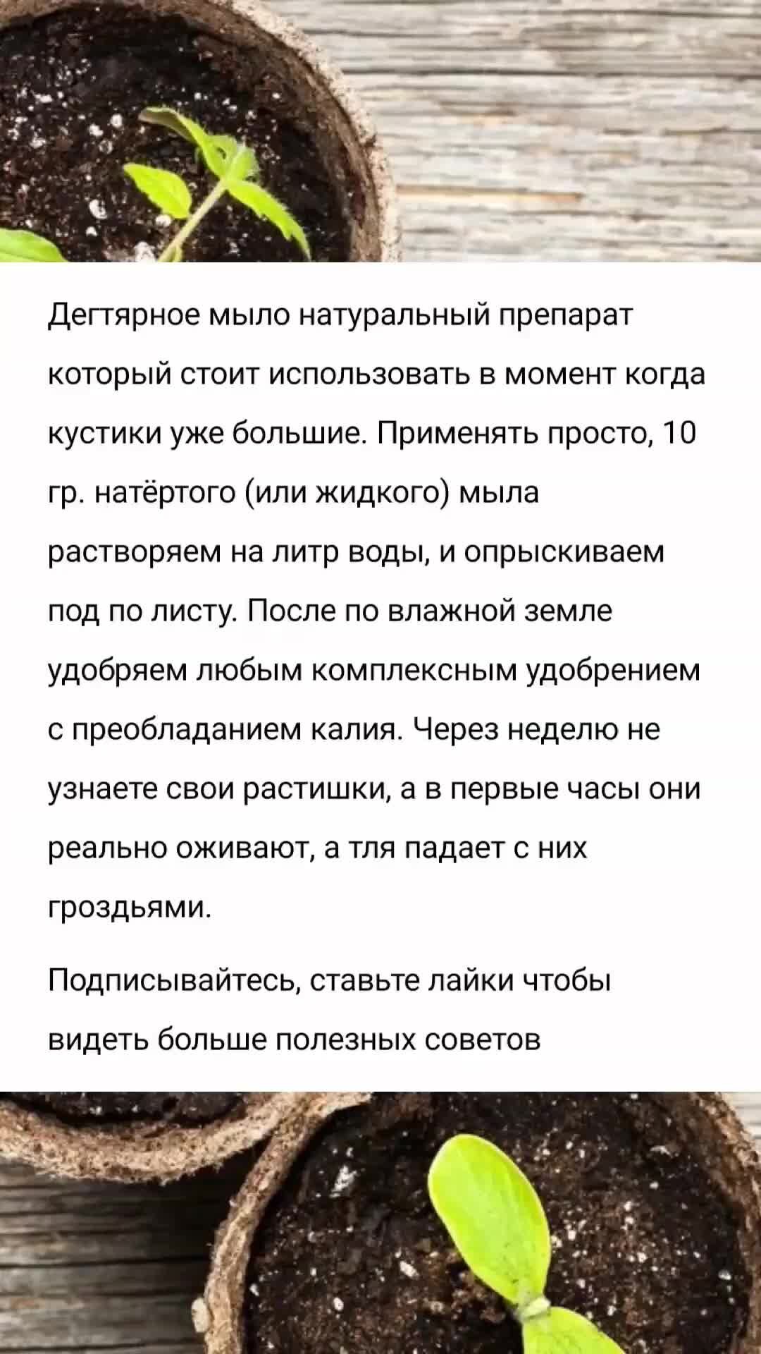 Твоя Дача | Обильный урожай гарантирован! Дегтярное мыло от тли на рассаде  оживляет и укрепляет растишки | Дзен