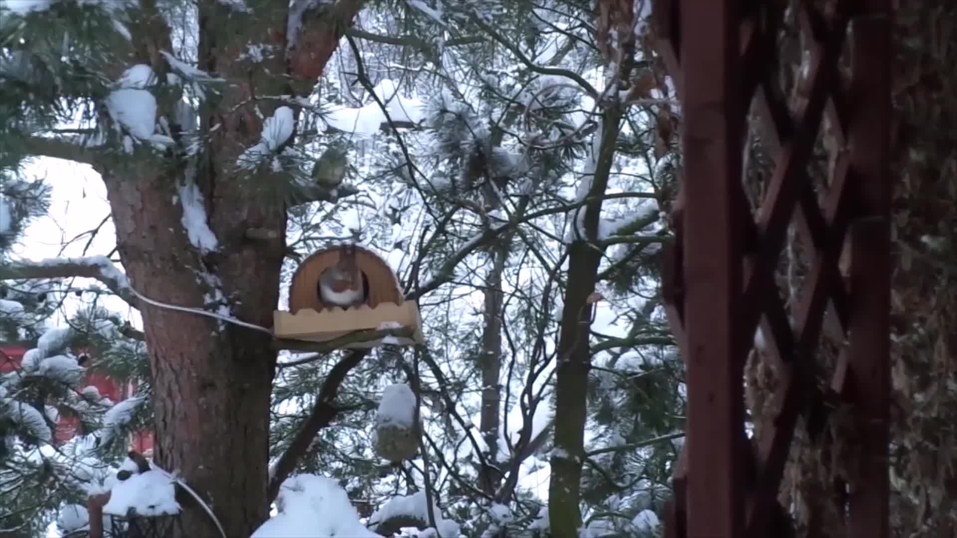 Сад в осиновой роще. Сад марины гайворонской. Розовый сад елены демьянчук. Сад людмилы турубановой-корнеевой. Сад в осиновой роще.