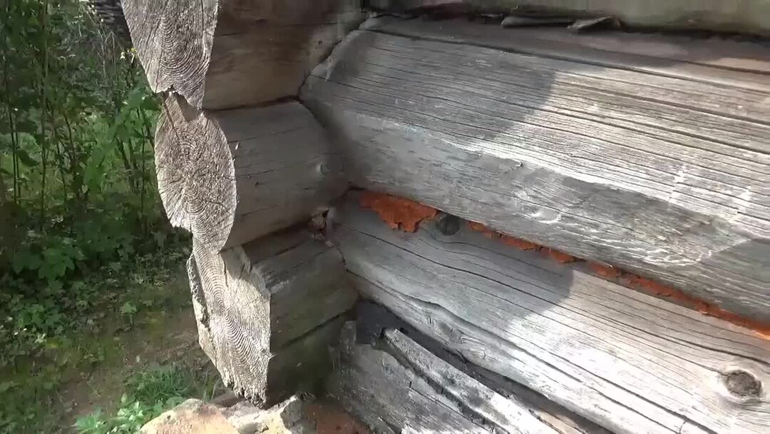 Как избавиться от осин на даче. Деревья доноры и деревья вампиры. Огромное осиное гнездо. Осиное гнездо и гнездо шершней. Осиное гнездо под крышей.