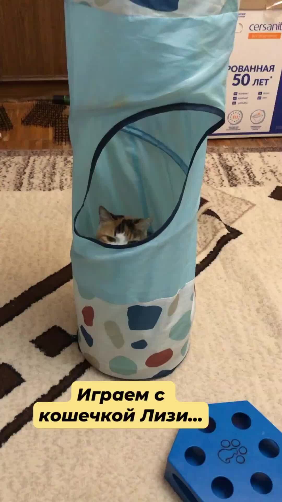 Стих про кошку. Песенка два кота. Кошка и котята витлина. Детская песенка про кошку. Изучение нот для детей.