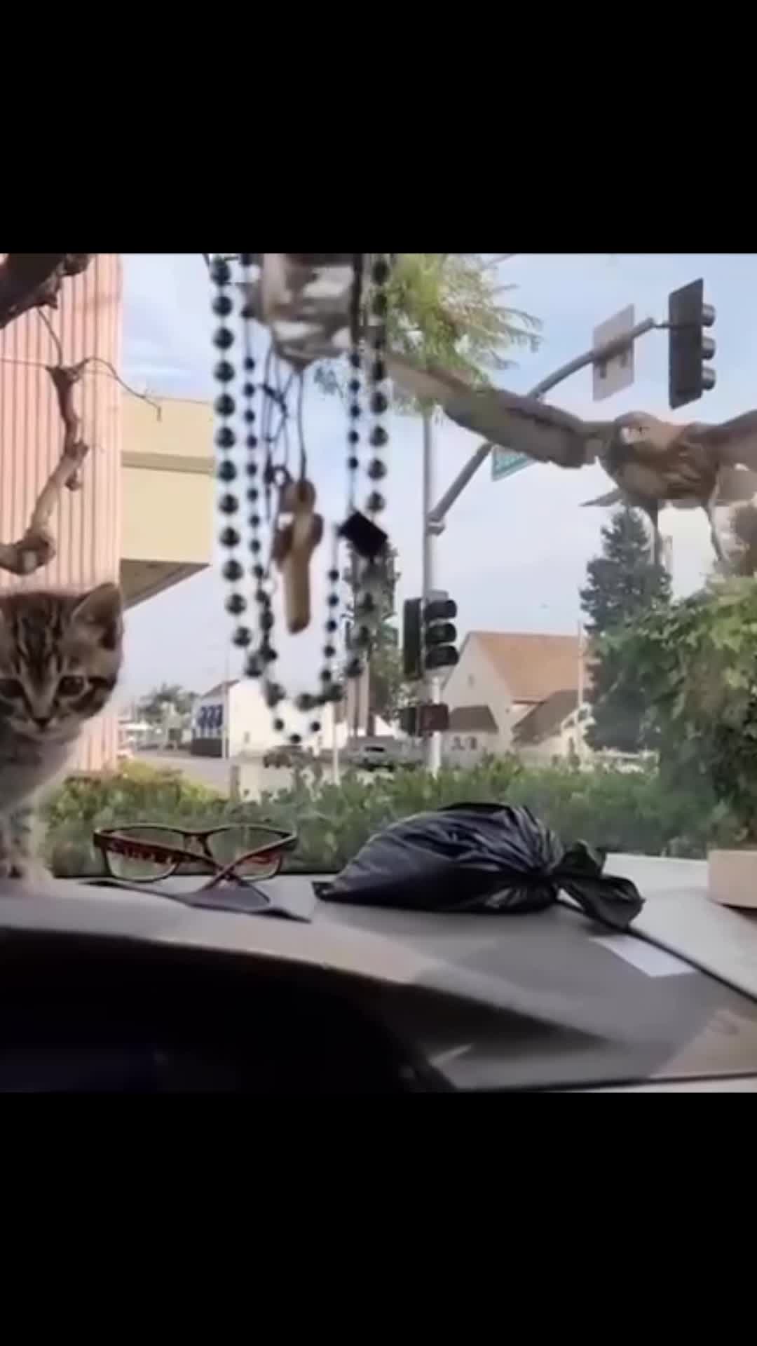 Где взять котёнка бесплатно. Забрали котенка 1 месяц. Длинношёрстный котёнок 1. Забрали котенка 1 месяц. Взять котенка в первоуральске рождения 2023г.