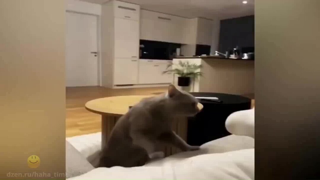 видео животных смешные кошки. беззубый кот. видео животных смешные кошки. кот с выпученными глазами. видео животных смешные кошки.