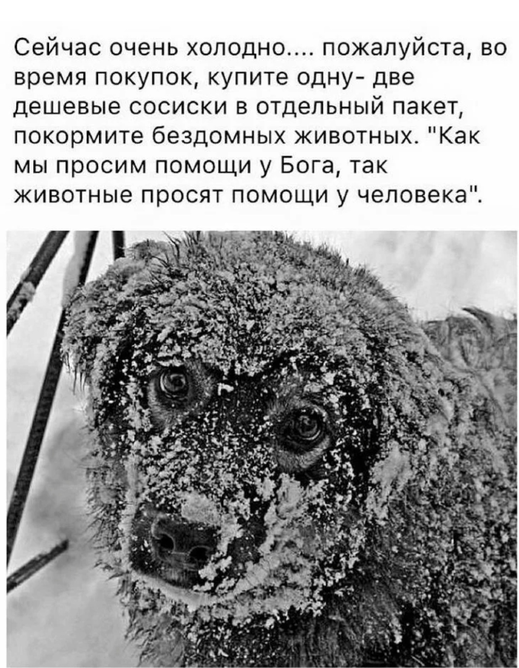 Собака в снегу. Кот мерзнет. Бездомный кот зимой. Бездомные животные зимой. Покормите животных в мороз.