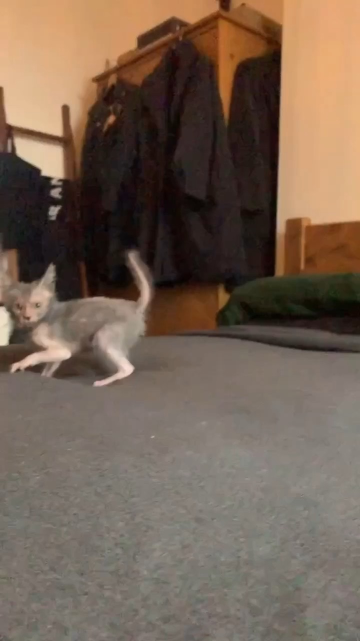 сколько стоят коты и кошки. сколько стоят коты и кошки. мейн кун ашера. сервал ашера саванна. британские котята полосатые 1,5 мес.