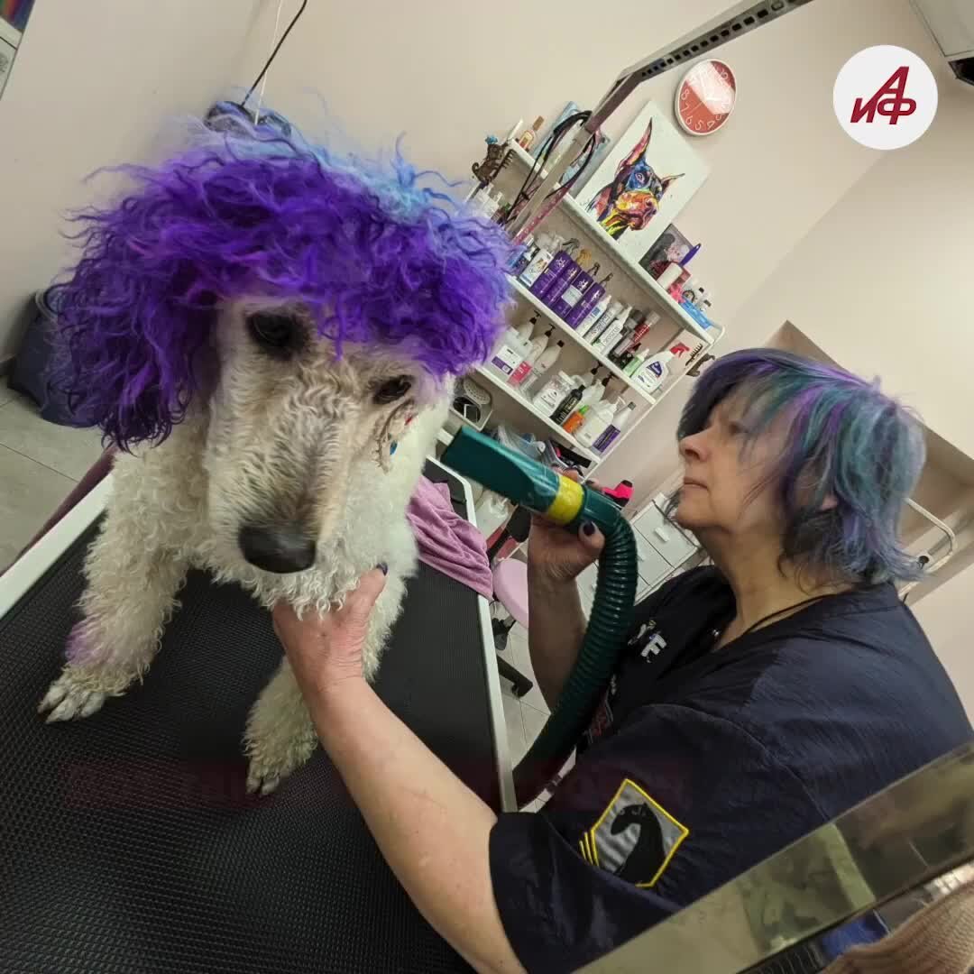 красят ли собак. крашеные собаки. разноцветные собачки. разноцветные собачки. крашеные собаки.