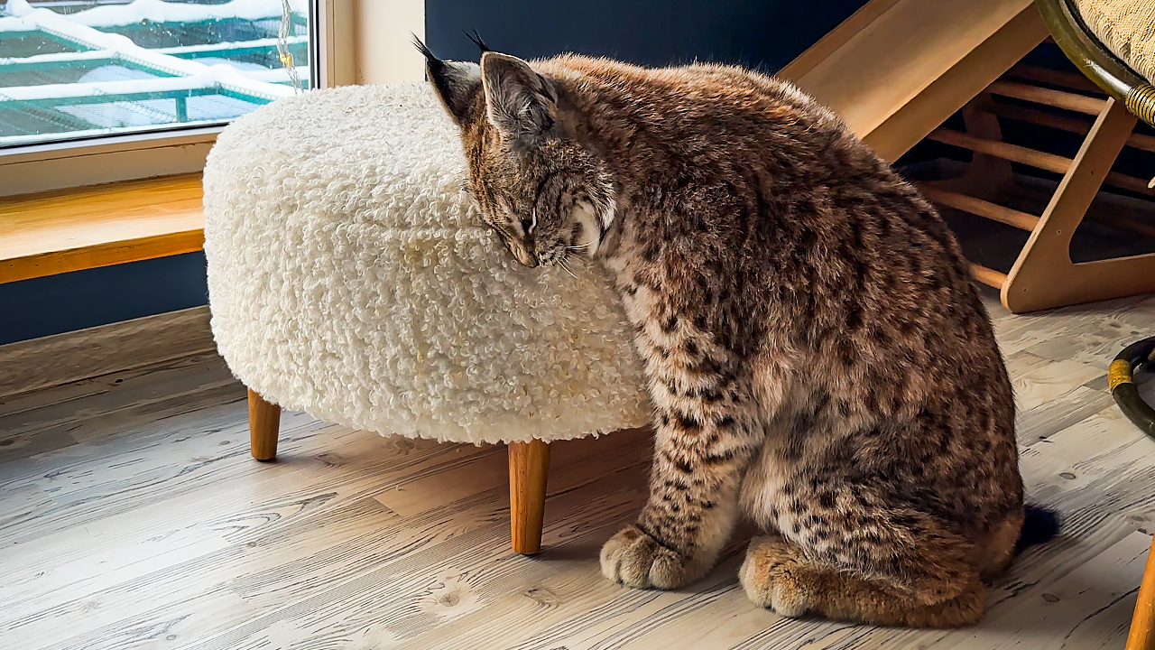 Сонная кошка. Во сне приснилась кошка. Кошка спит. Кровать для кошки. Кошка спит на спине.