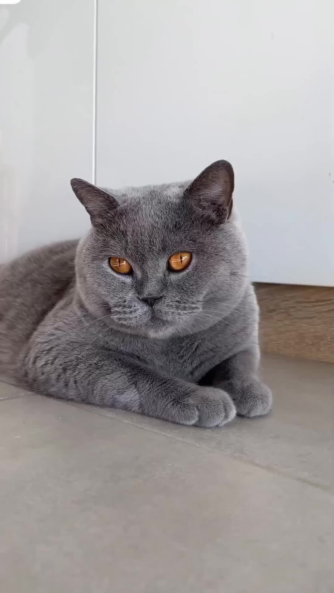 Британский голубой кот