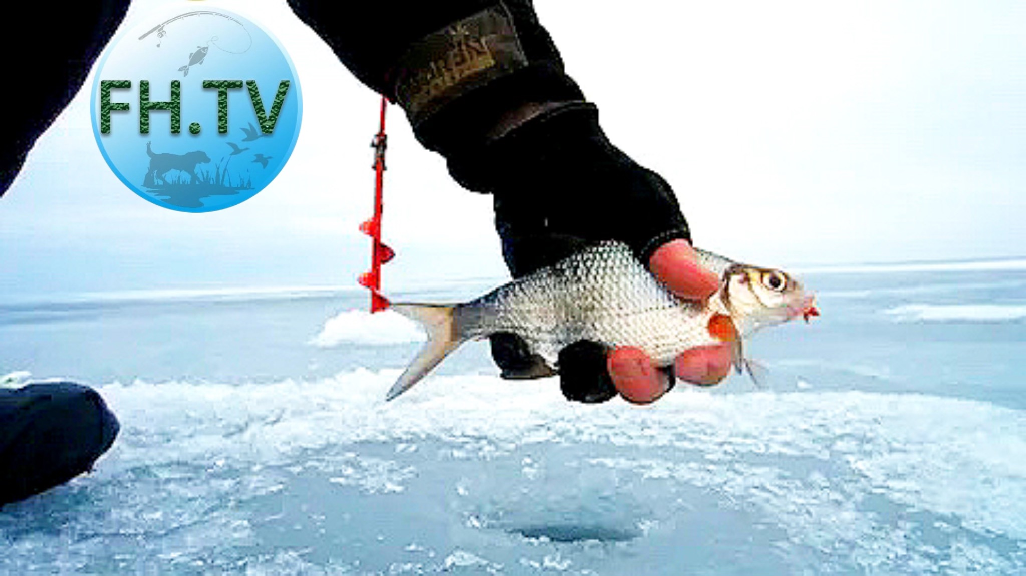 Видео ловли рыбы зимой. Густера плотва зимняя рыбалка. Рыбалка Ладога плотва. Густера зимой. Зимняя рыбалка на белую рыбу.