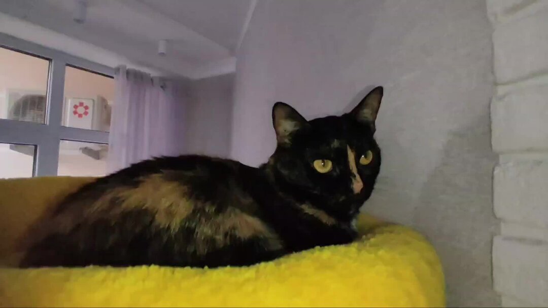 Neko atsume art. Lovely cat dream party. игра вечеринка милых кошек. игры для кошек. игра вечеринка милых кошек.