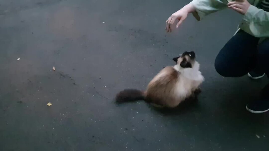 Кошки нападают на людей. Жанна из башкирии грызла кота нтв видео. Видео кошки нападают. Собака защищает кошку. Злой кот нападает.