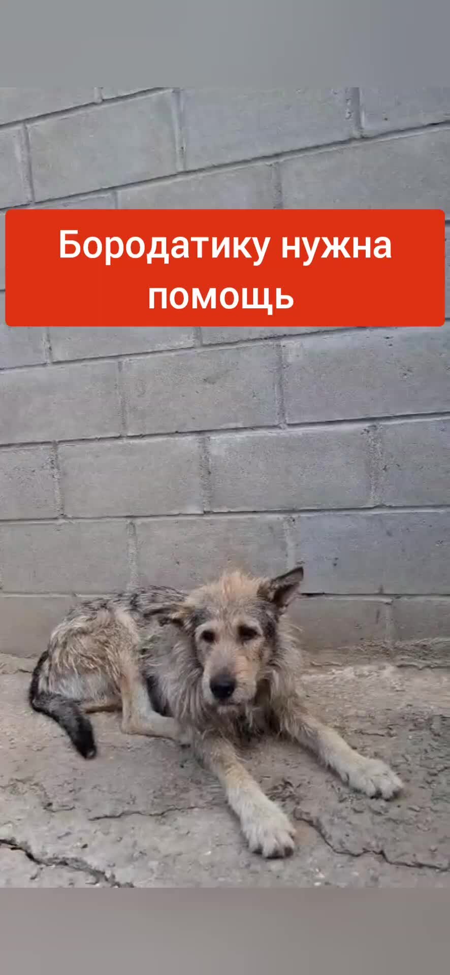 Помощь животным видное. Помощь животным видное