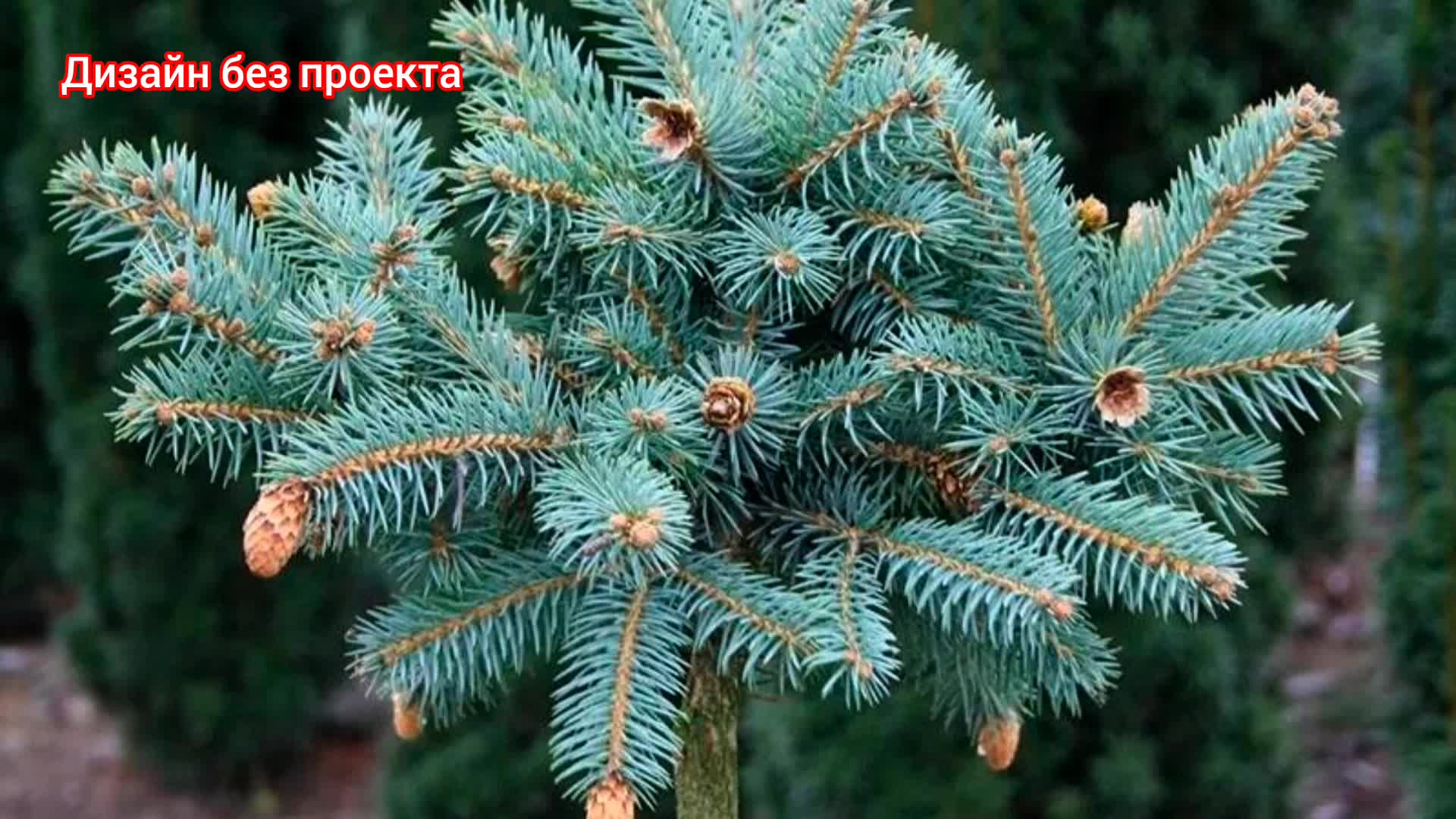 Сорта ели. Ель голубая колючая Picea pungens. Ель колючая Герман НАУ. Ель колючая Hermann Naue. Ель колючая Херман НАУ.