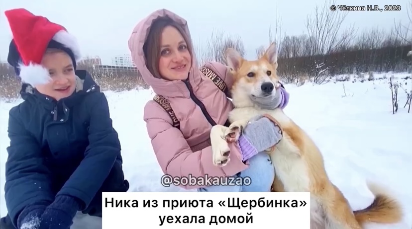 Адаптация собаки из приюта к новой семье