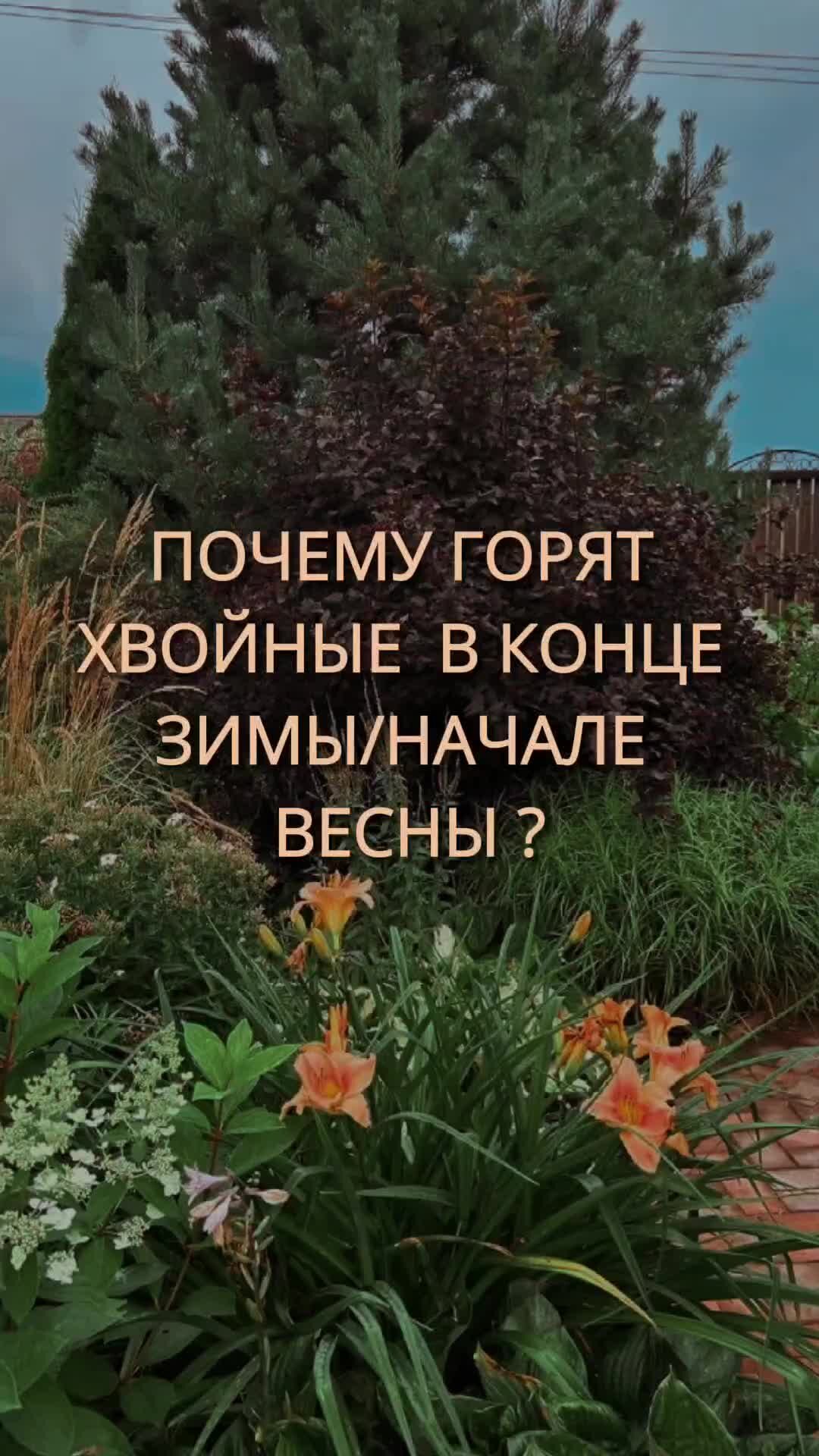 Сад ответить