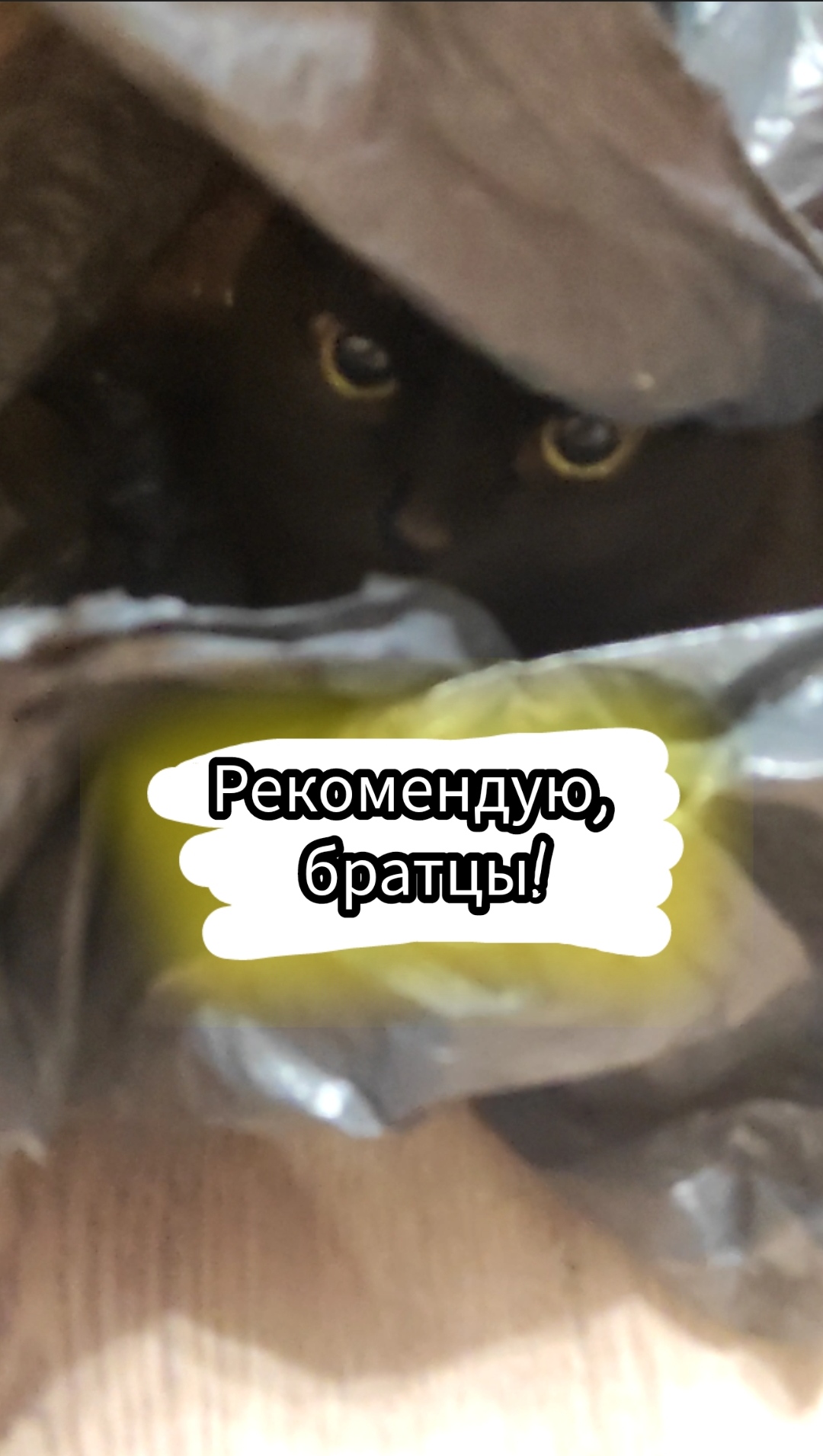 Чем порадовать кошку. Чем развлечь кошку. Как развеселить котенка. Мемы про котов. Как развеселить кошку.