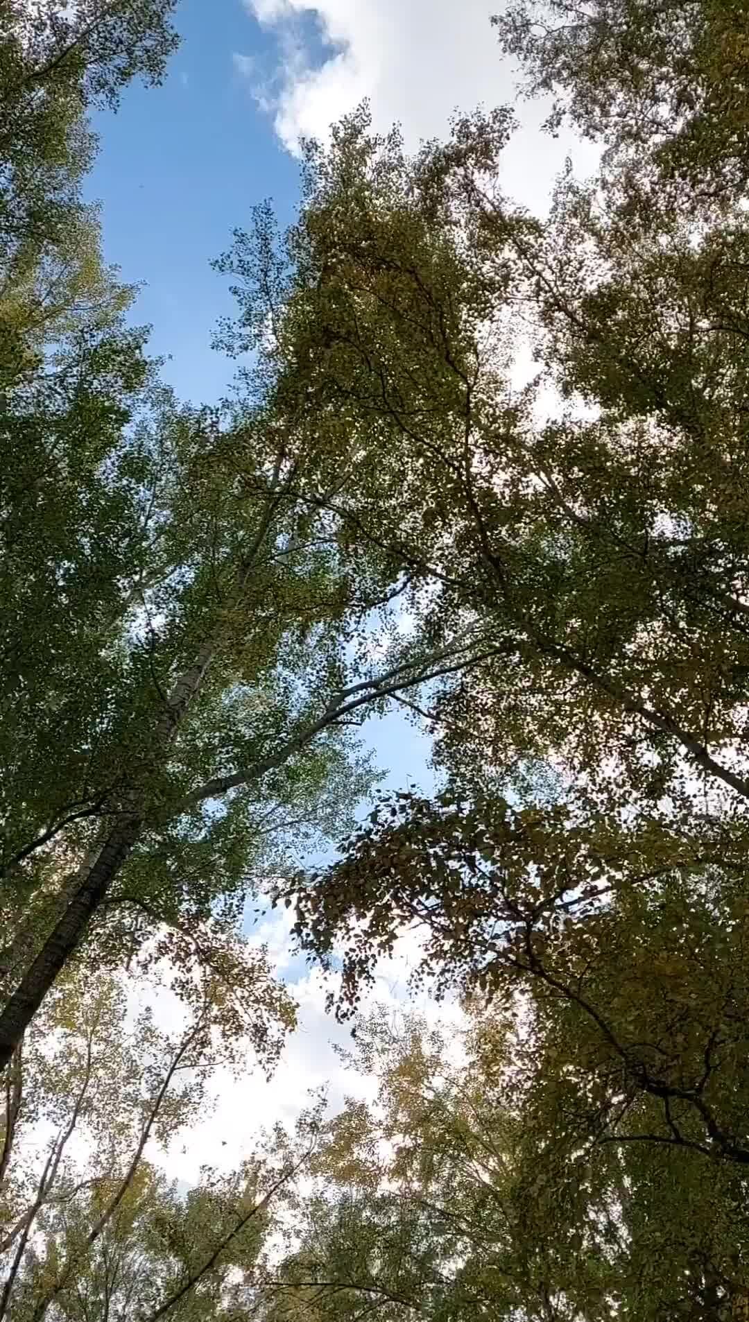 грибной критик | Скворцы поспорили о Родине. Затем улетели отдыхать на ...