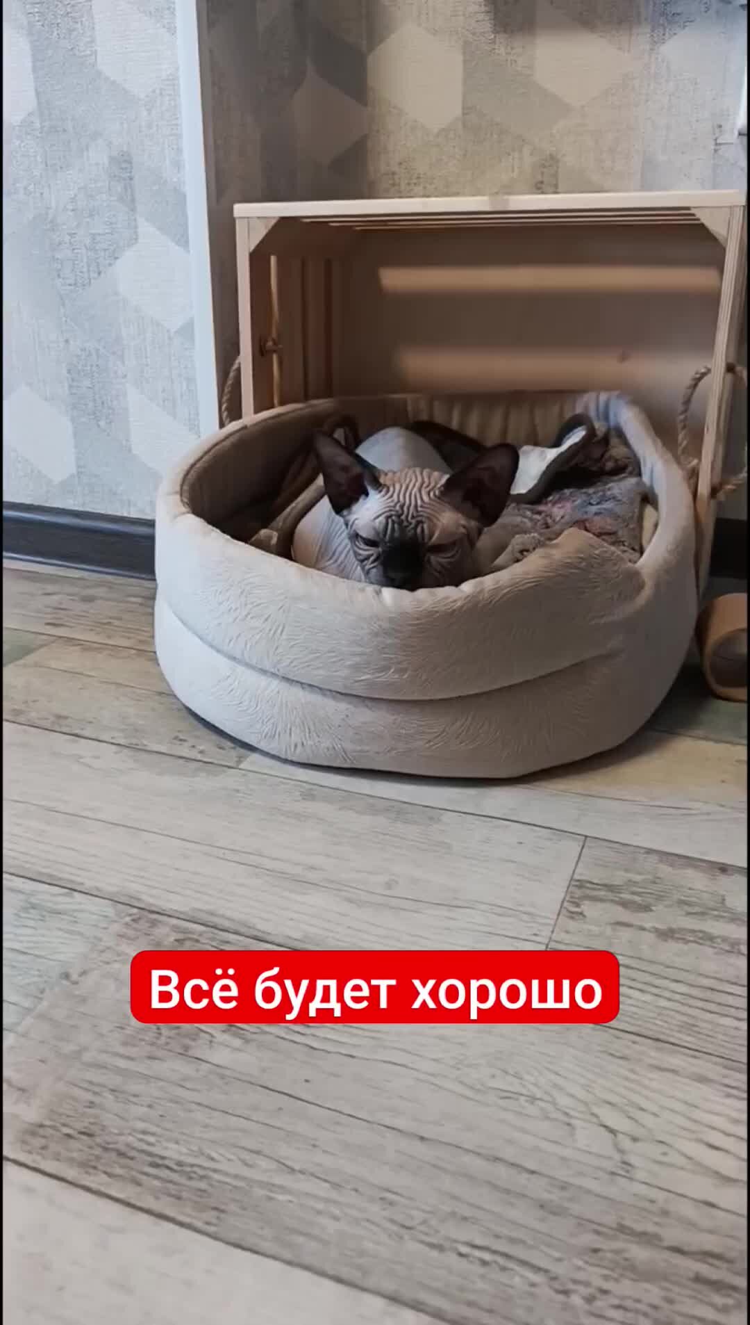 Кошкин Дом 😺😺😺 | Всё будет хорошо 🙏#cat#котята#животныевдоме | Дзен