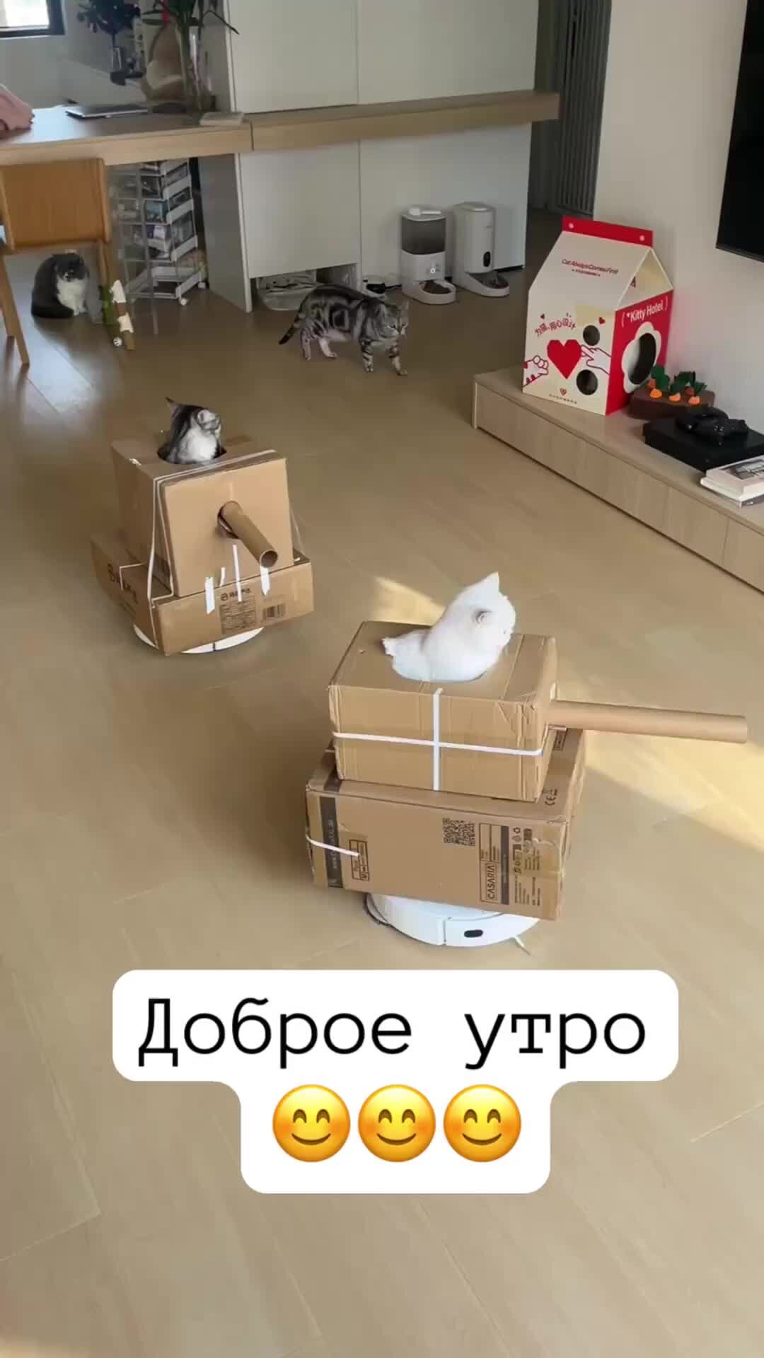 Симба значение имени для кота. Симба кличка для кота. Симба имя для кота. Британская короткошёрстная золотая шиншилла. Клички для абиссинских кошек.