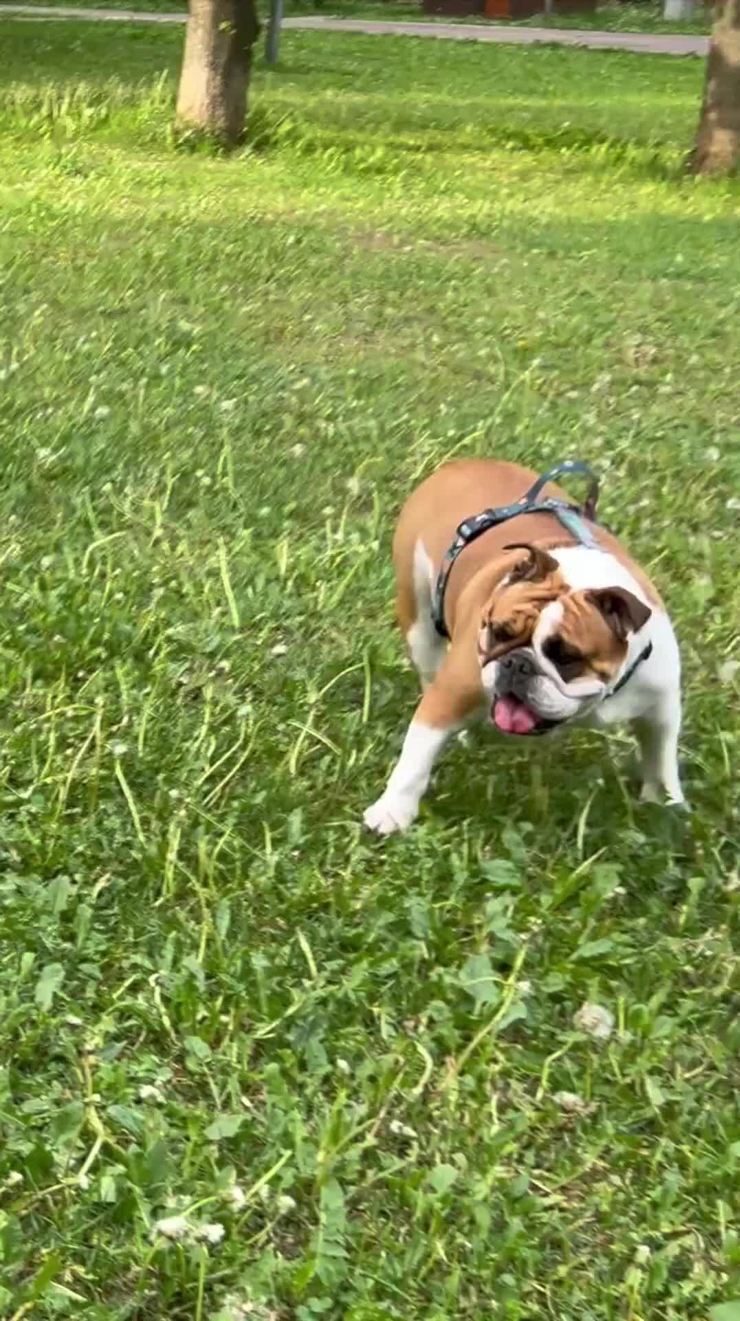 Американская народная песенка бульдог по кличке дог. Бульдог песни. Бульдог песня. Бульдог песня. Бульдог песня.