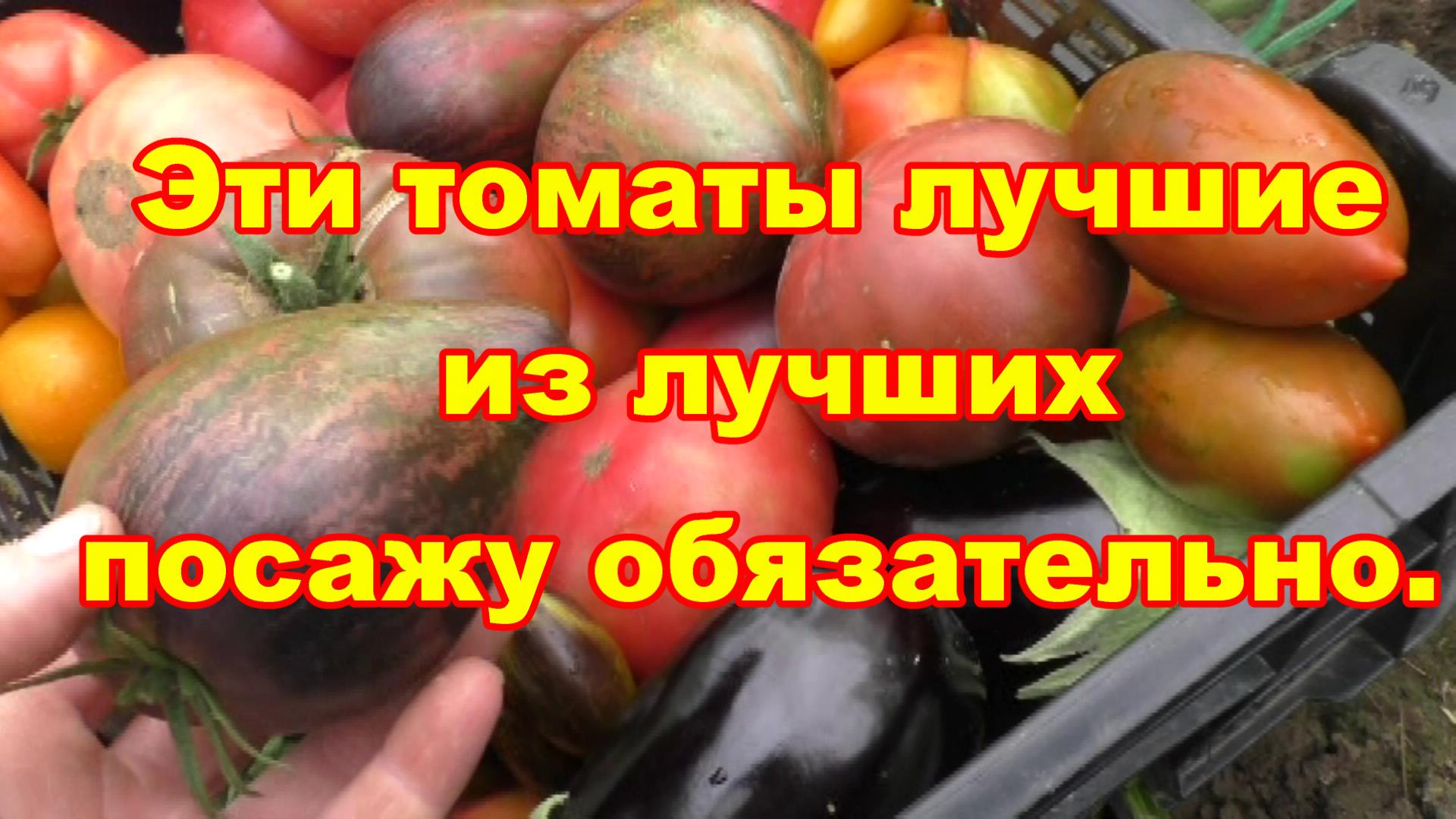 Почему томаты