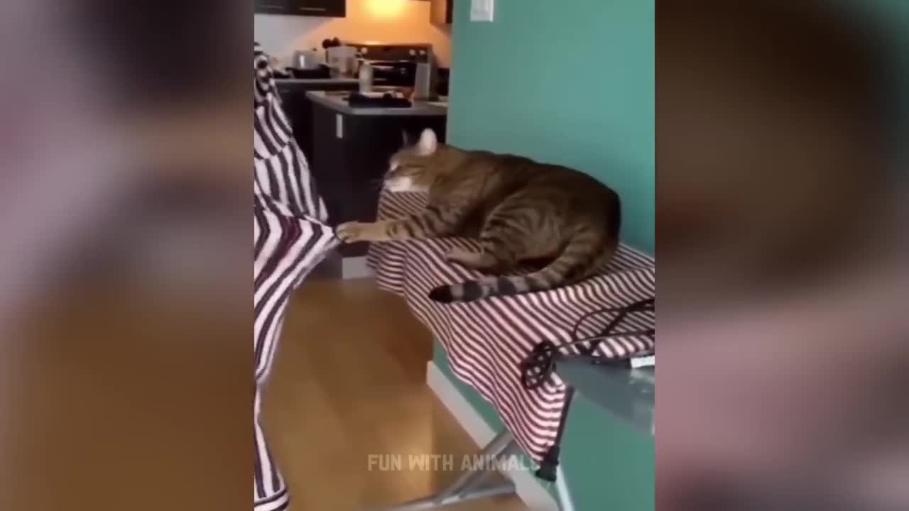 милые кошки. видео самые кошки. смешной. необычные окраски кошек. коты друзья.