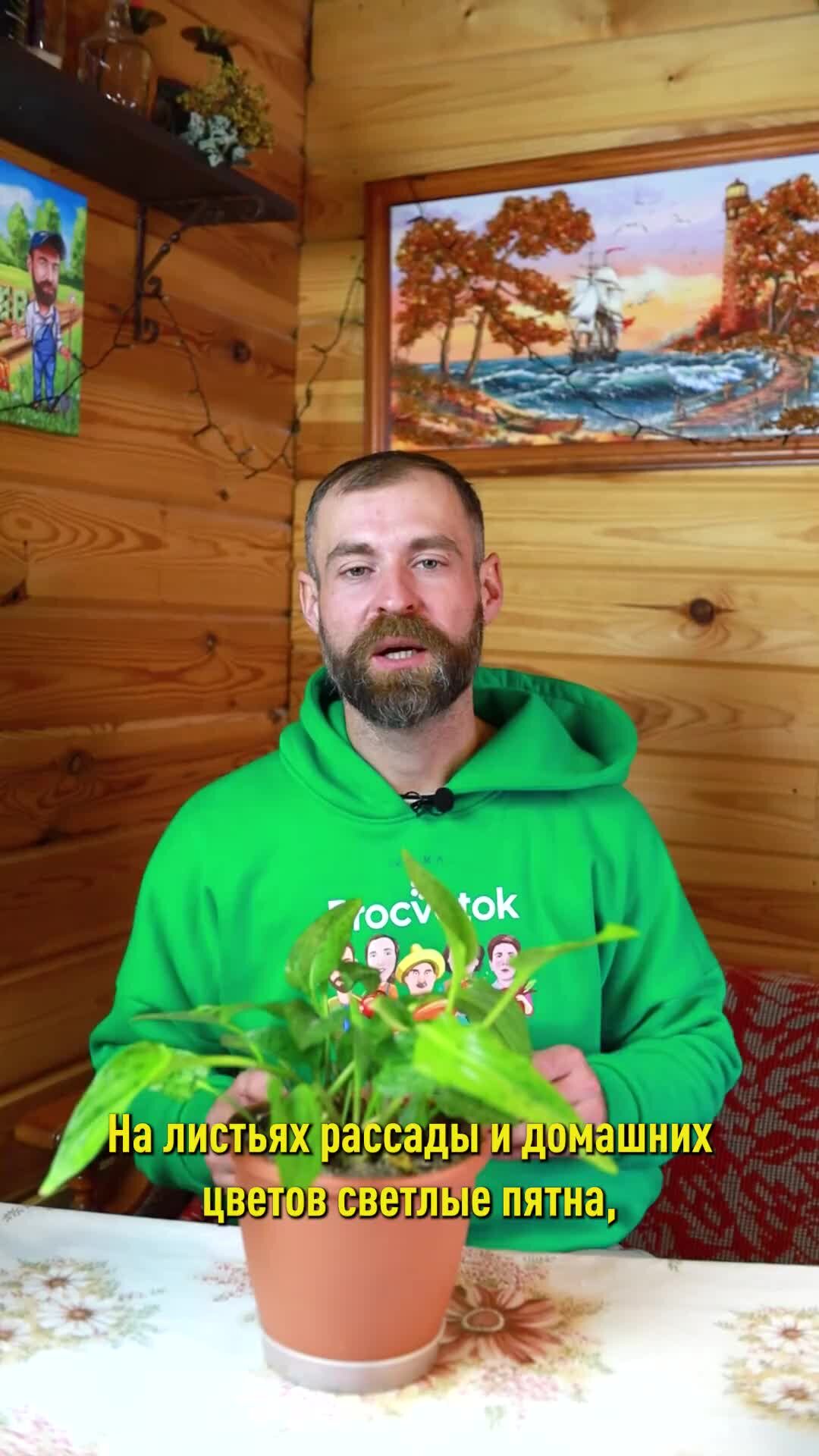 Дом голубых листьев