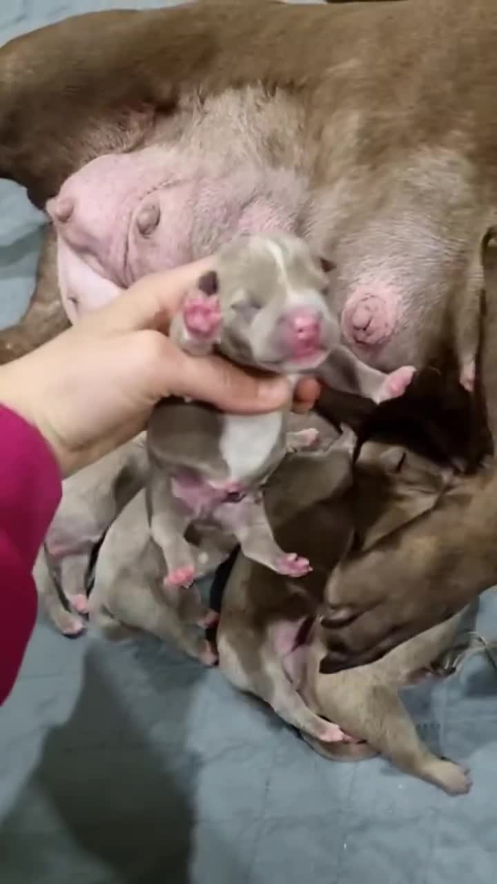 Собака чихуахуа щенок новорожденный. Новорожденный щенок чихуахуа. Родившиеся щенята. Родившиеся щенята. Родившиеся щенята.