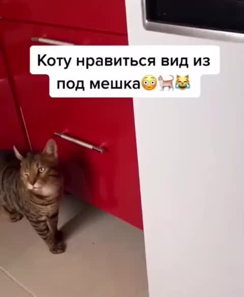 Покко мем. Мне это мир абсолютно понятен аудио. Мне это мир абсолютно понятен аудио. Мне это мир абсолютно понятен аудио. Мне этот мир абсолютно понятен.