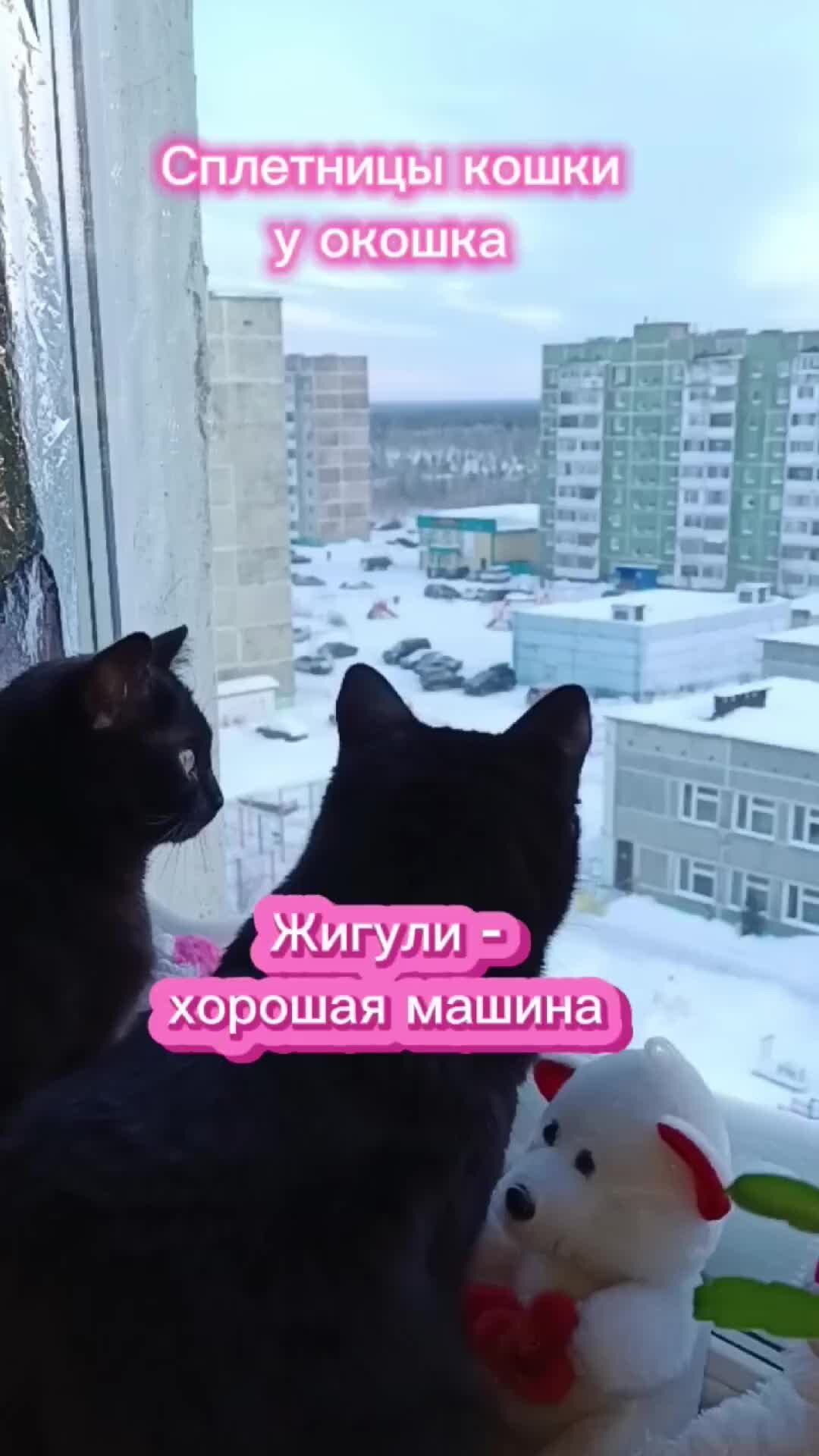 Соседка Муся😸 | Смешная озвучка. (Сплетницы кошки у окошка ) | Дзен