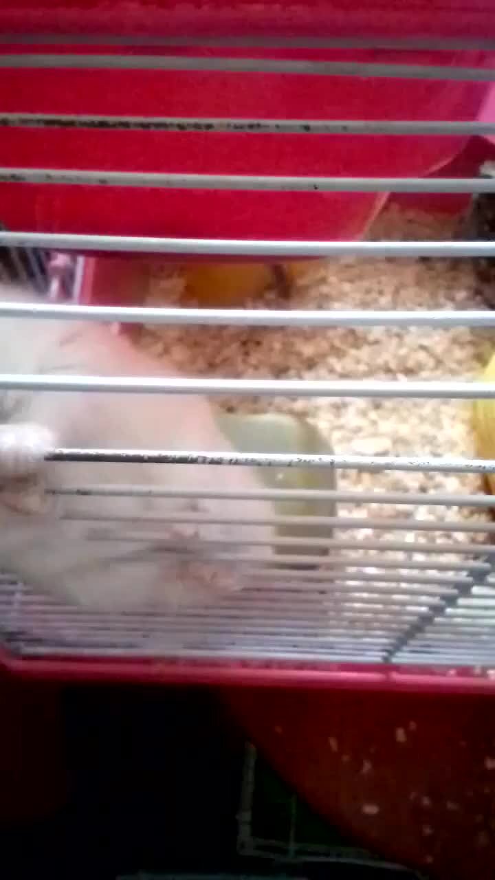 дали хомячку зерна