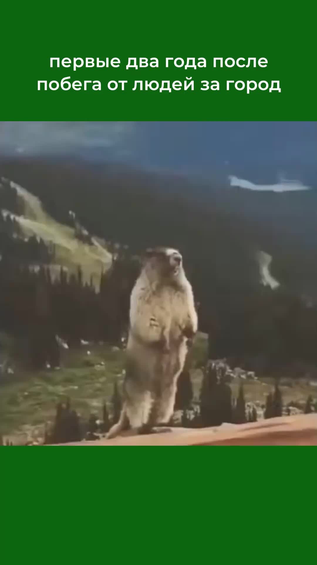 Орет суслик
