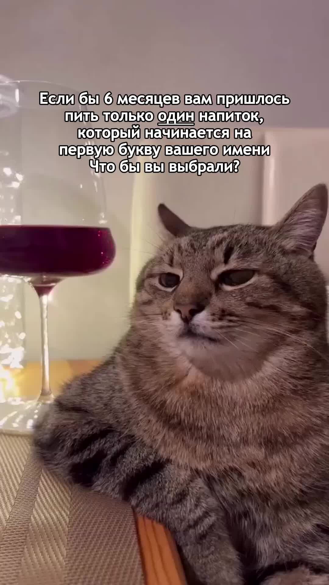 Кот с вином мем Идеи на тему "Котики" (420) в 2021 г милые котики, котята, животные