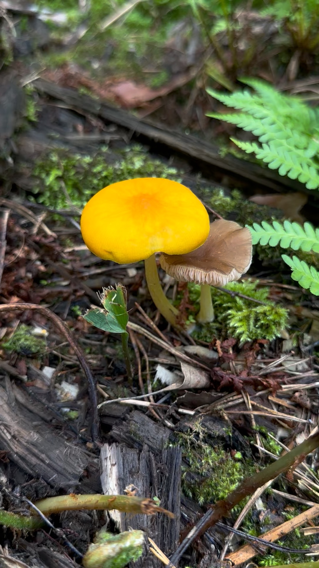 Сыроежка ломкая. Грибница опят. Грибы. Гриб обабок. Опята чешуйчатка золотистая.