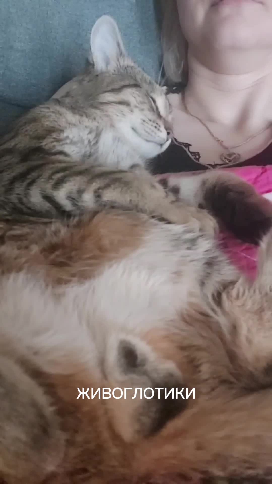 Жил-был у бабушки серенький козлик текст. Жил был у бабушки серенький козлик. Жил-был у бабушки серенький козлик текст. Жил был у бабушки серенький козлик. Жил у бабушки серенький козлик.